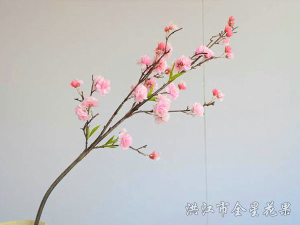 櫻花粉
