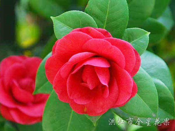 低頭茶花 低頭茶花