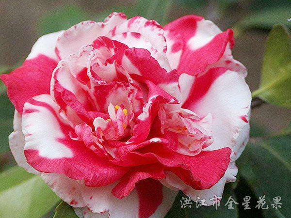 茶花舞 茶花舞