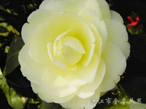 黃茶花 黃茶花