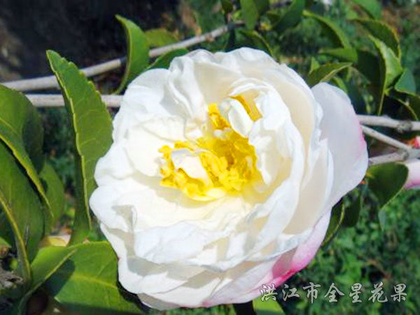 白茶花 白茶花
