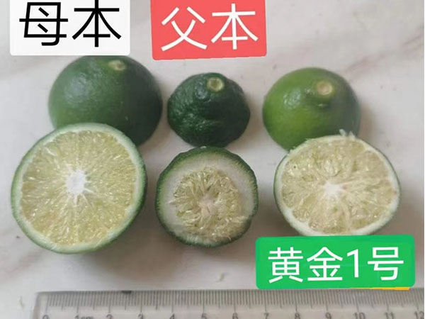 黃金一號(hào)